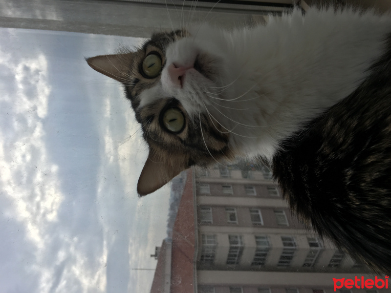 Tekir Kedi, Kedi  Obi-Wan fotoğrafı