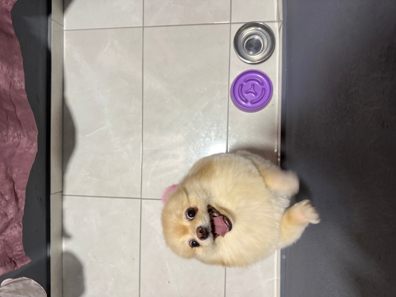 Pomeranyalı, Köpek  Leydi fotoğrafı