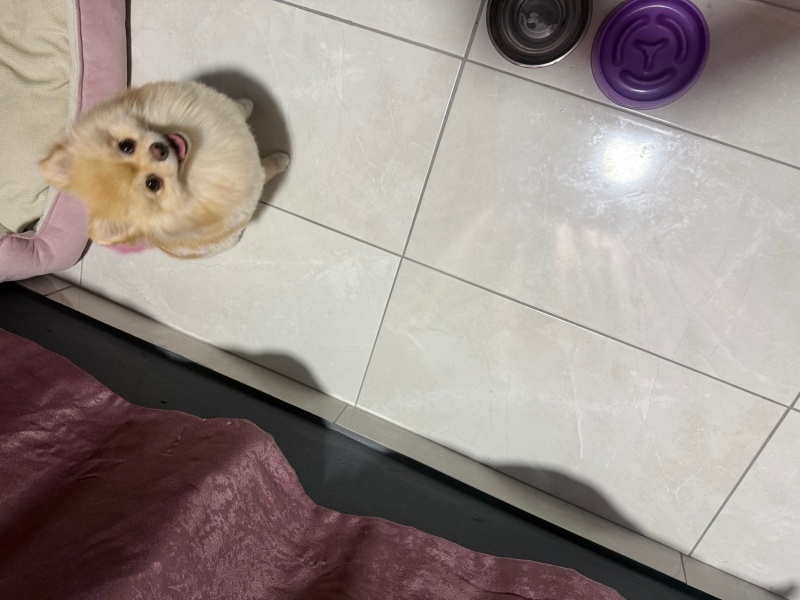 Pomeranyalı, Köpek  Leydi fotoğrafı