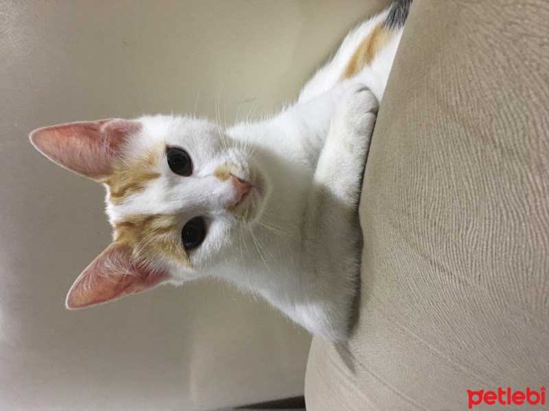 Tekir Kedi, Kedi  Leia fotoğrafı