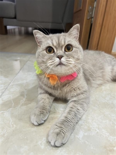 British Shorthair, Kedi  LATTE fotoğrafı
