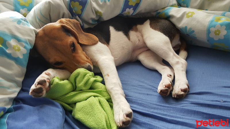 Beagle, Köpek  Queen fotoğrafı