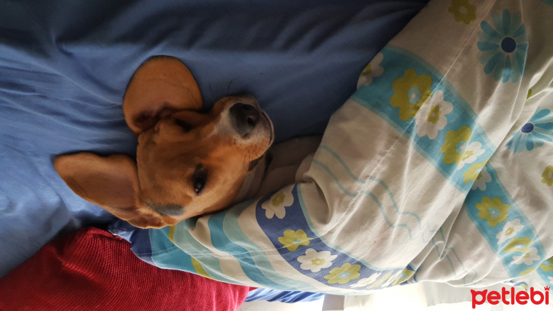 Beagle, Köpek  Queen fotoğrafı