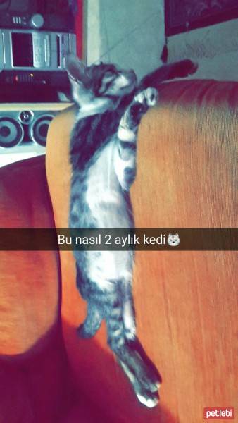 Tekir Kedi, Kedi  Sipsi fotoğrafı