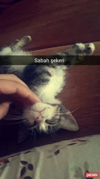 Tekir Kedi, Kedi  Sipsi fotoğrafı