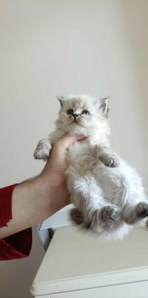 British Longhair, Kedi  Kedi fotoğrafı