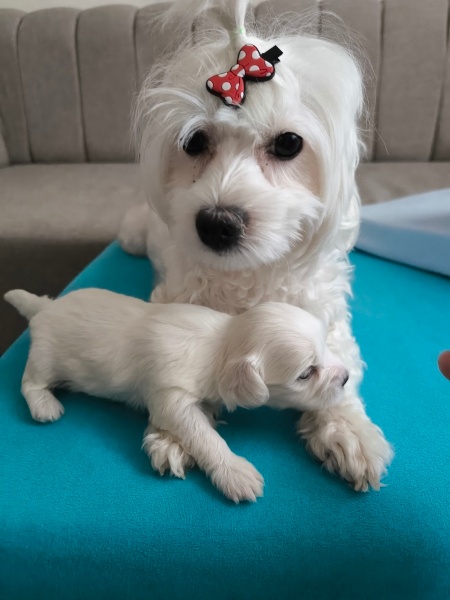 Maltese, Köpek  Pamuk un yavrulari fotoğrafı
