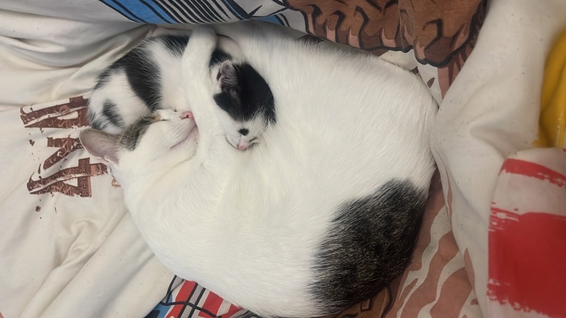 Tekir Kedi, Kedi  Fıstık fotoğrafı