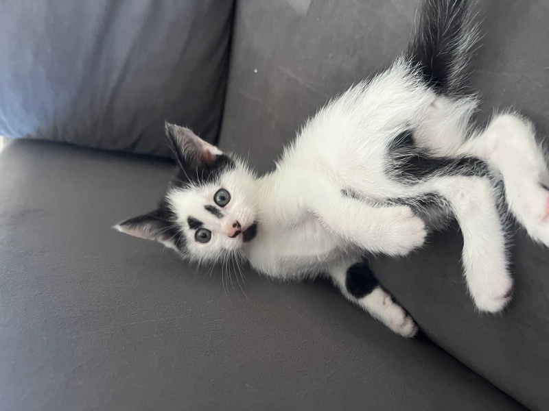 Tekir Kedi, Kedi  Fıstık fotoğrafı