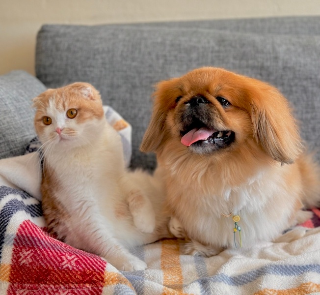 Pekingese, Köpek  Tarçın fotoğrafı