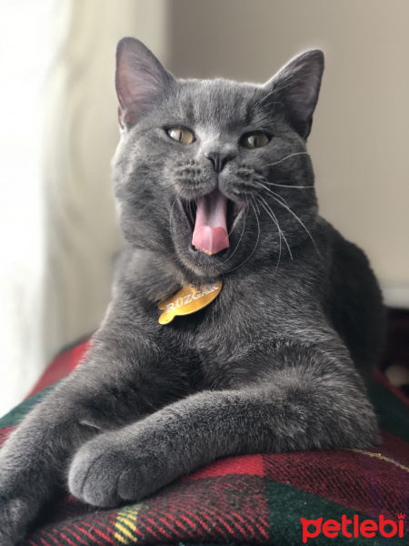 British Shorthair, Kedi  Rüzgar fotoğrafı