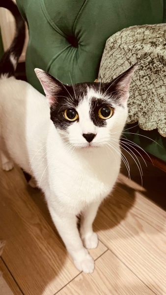 Tekir Kedi, Kedi  Börü fotoğrafı