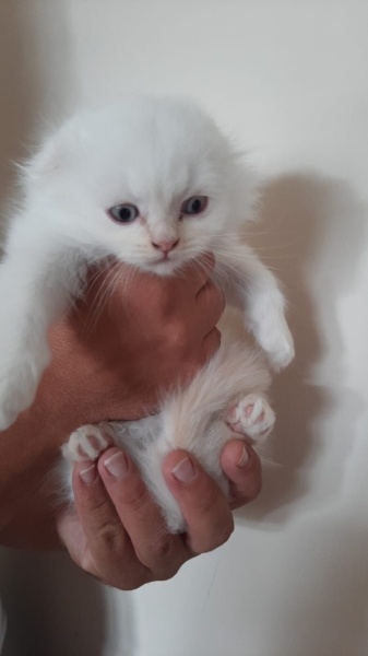 Brazilian Shorthair, Kedi  Merve Sancaklı fotoğrafı
