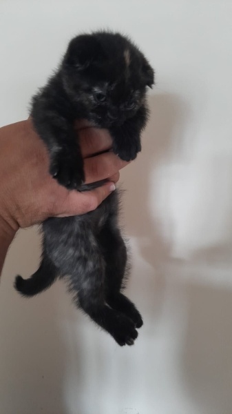 Brazilian Shorthair, Kedi  Merve Sancaklı fotoğrafı