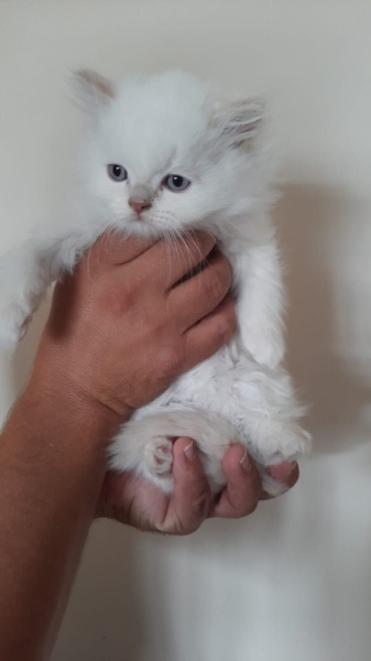 Brazilian Shorthair, Kedi  Merve Sancaklı fotoğrafı