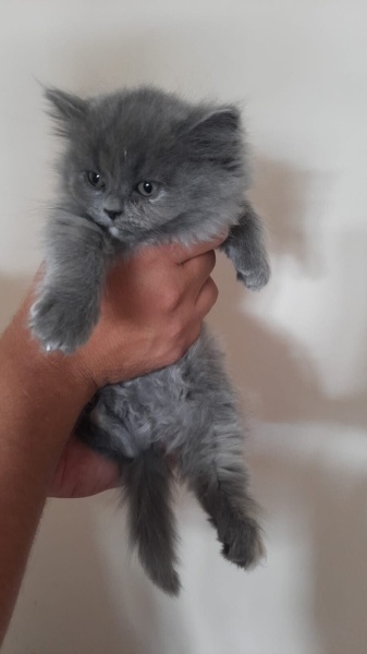 Brazilian Shorthair, Kedi  Merve Sancaklı fotoğrafı