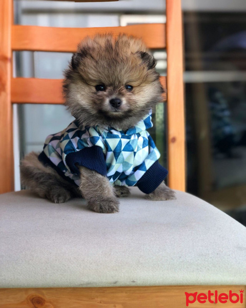 Pappilon, Köpek  Çakır  fotoğrafı