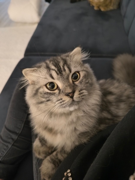 Scottish Fold, Kedi  Pırtık fotoğrafı