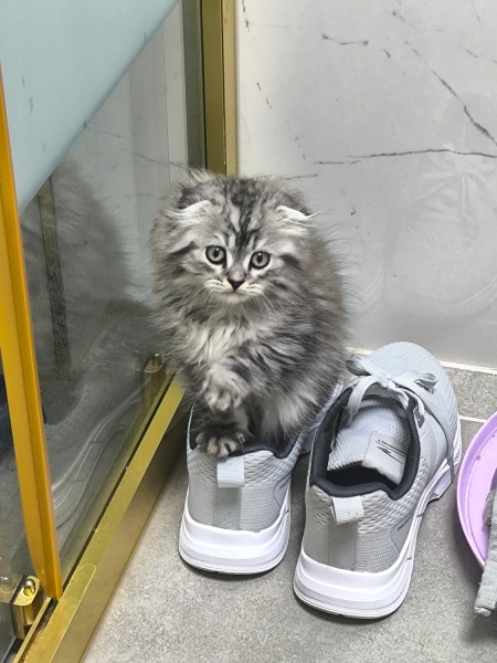 Scottish Fold, Kedi  Pırtık fotoğrafı