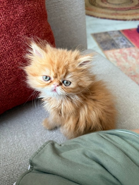 İran Kedisi (Persian), Kedi  Gojo fotoğrafı
