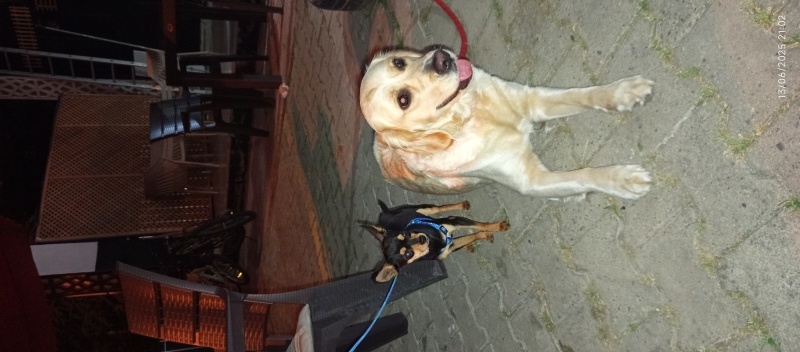 Golden Retriever, Köpek  Pera fotoğrafı