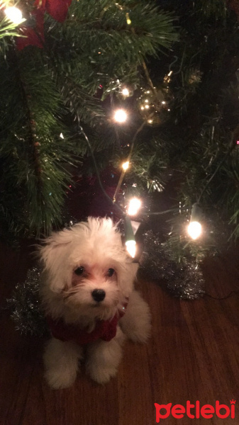 Maltese, Köpek  Bonny fotoğrafı