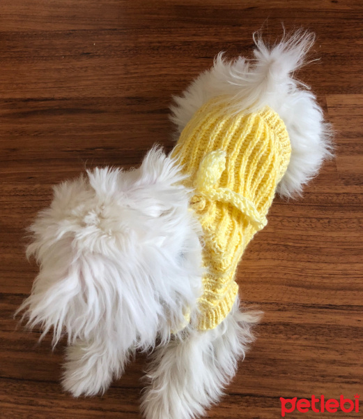 Maltese, Köpek  Bonny fotoğrafı
