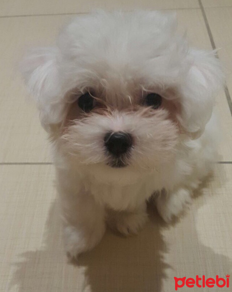Maltese, Köpek  Bonny fotoğrafı