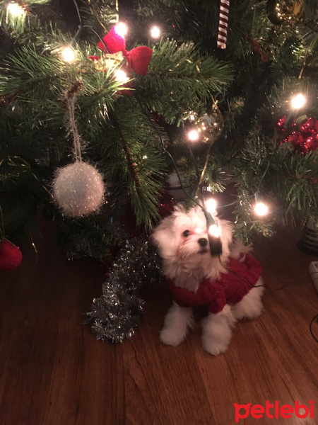 Maltese, Köpek  Bonny fotoğrafı