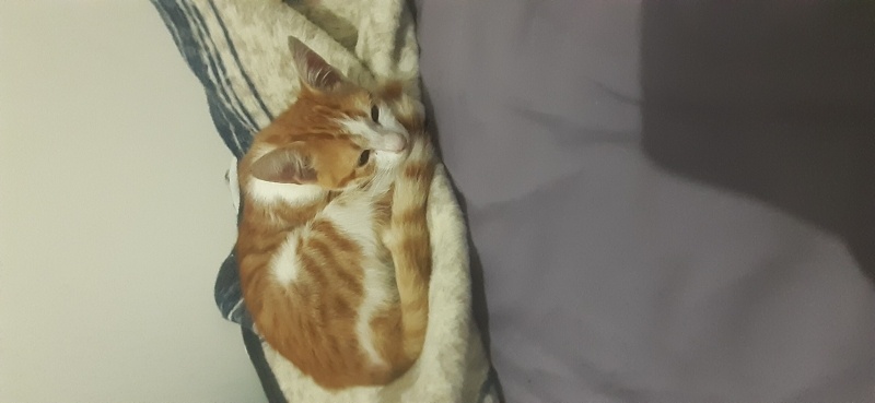 Tekir Kedi, Kedi  Boncuk fotoğrafı