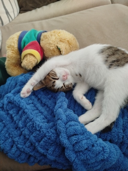 Tekir Kedi, Kedi  Minnak fotoğrafı