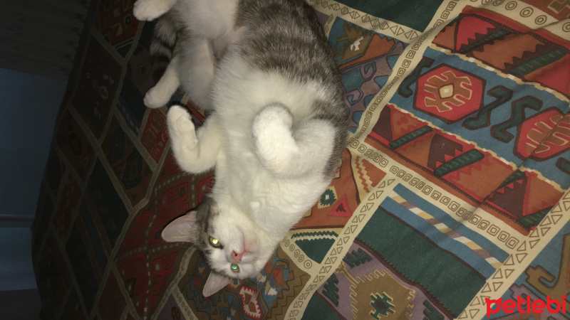 Tekir Kedi, Kedi  Loco fotoğrafı