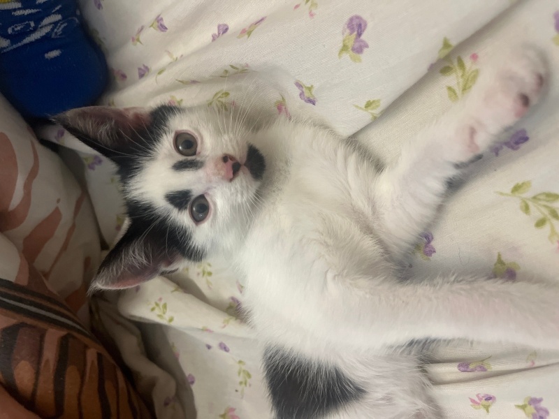 Tekir Kedi, Kedi  Yavru fotoğrafı