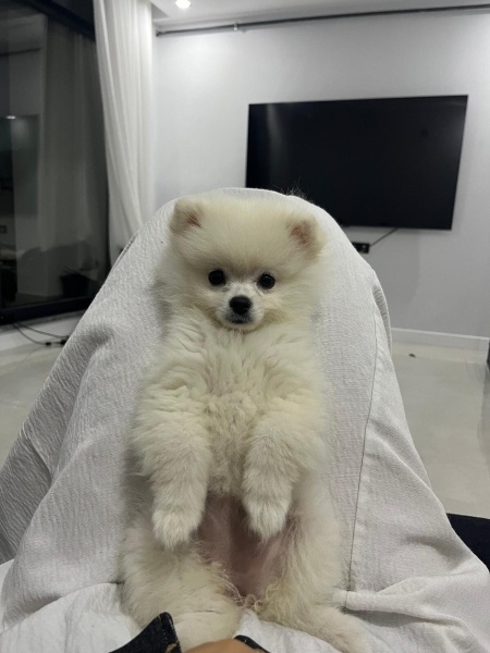 Pomeranyalı, Köpek  Darwin fotoğrafı