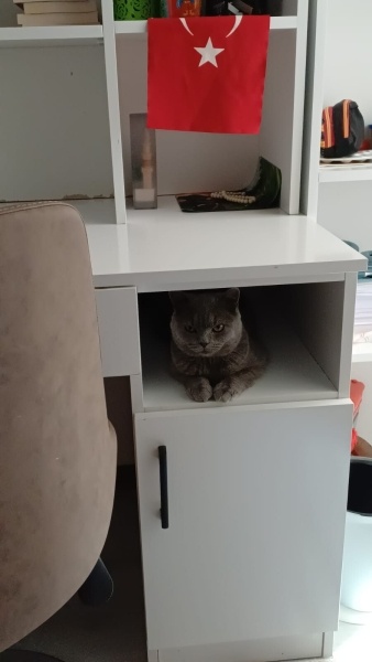 British Shorthair, Kedi  alex fotoğrafı