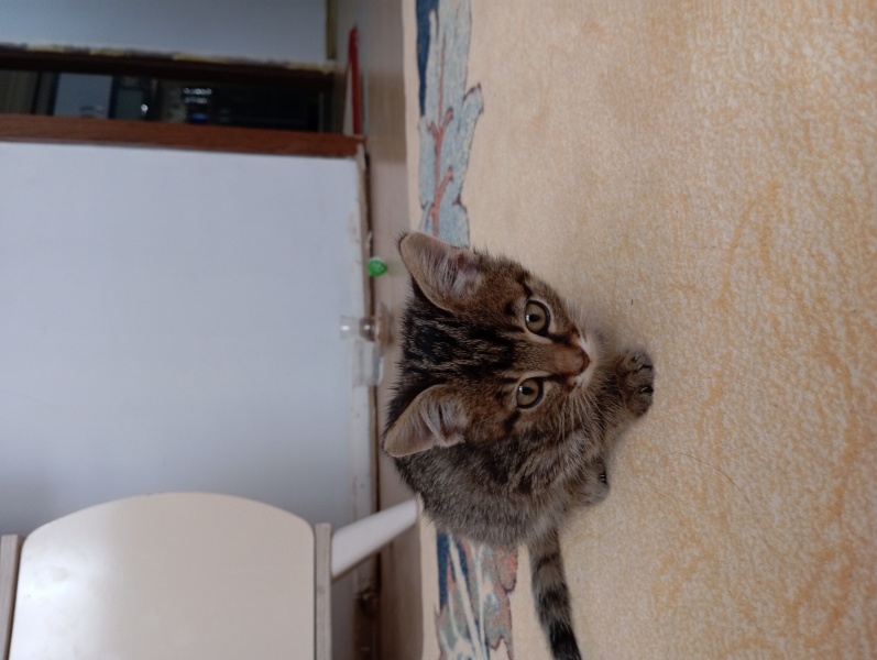Tekir Kedi, Kedi  Mırmır fotoğrafı