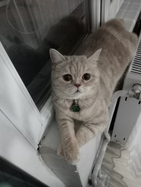 British Shorthair, Kedi  Badem fotoğrafı
