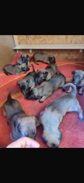 Belçika Malinois, Köpek  Mex Şila fotoğrafı
