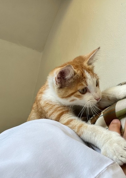 Sarman, Kedi  Garfield fotoğrafı
