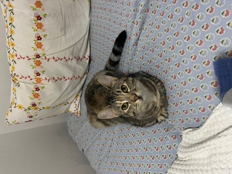 Tekir Kedi, Kedi  İncir fotoğrafı