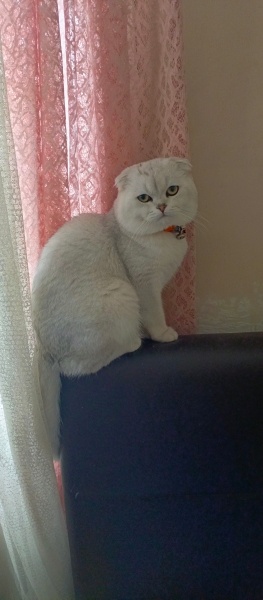 British Shorthair, Kedi  Berat fotoğrafı