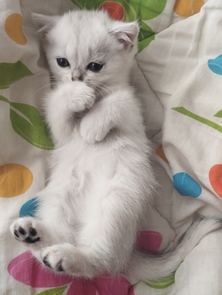British Shorthair, Kedi  Berat fotoğrafı