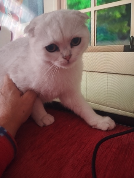 British Shorthair, Kedi  Berat fotoğrafı