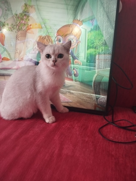 British Shorthair, Kedi  Berat fotoğrafı