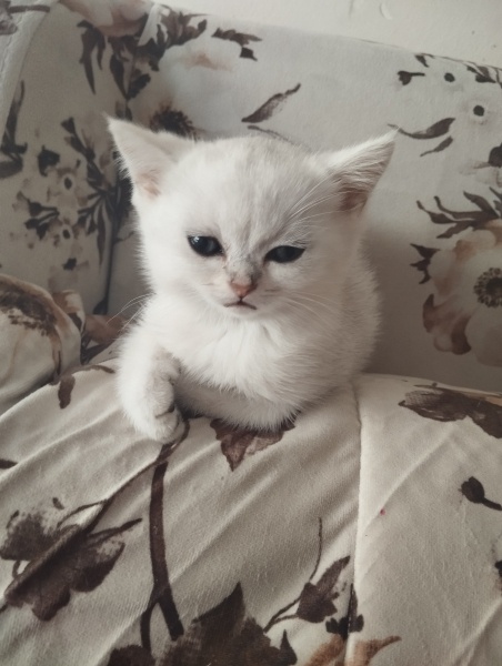 British Shorthair, Kedi  Berat fotoğrafı