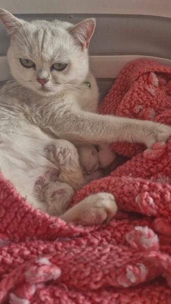 British Shorthair, Kedi  Berat fotoğrafı