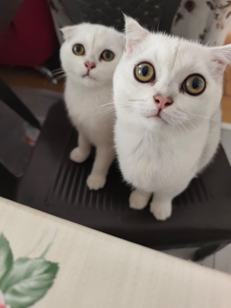 British Shorthair, Kedi  Berat fotoğrafı