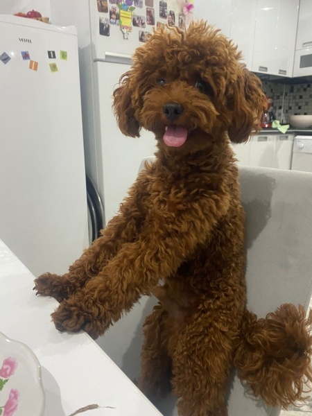 Poodle (Minyatür Kaniş), Köpek  Carlos fotoğrafı