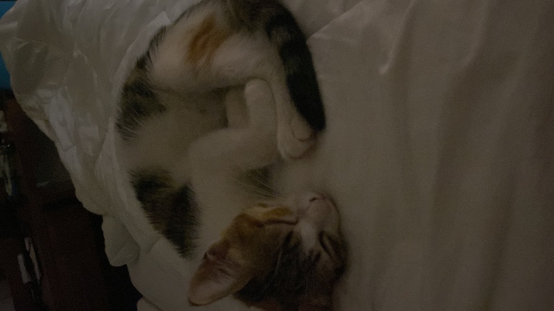 Tekir Kedi, Kedi  Bade fotoğrafı