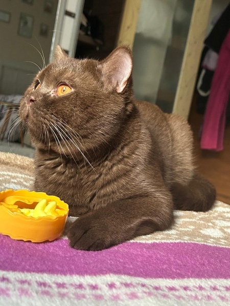 British Shorthair, Kedi  Zed fotoğrafı
